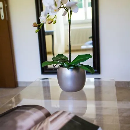 Calathea *